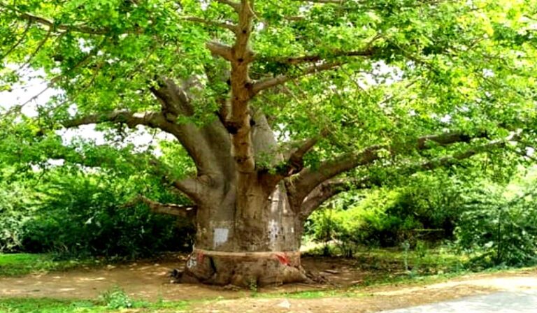 kalp-tree