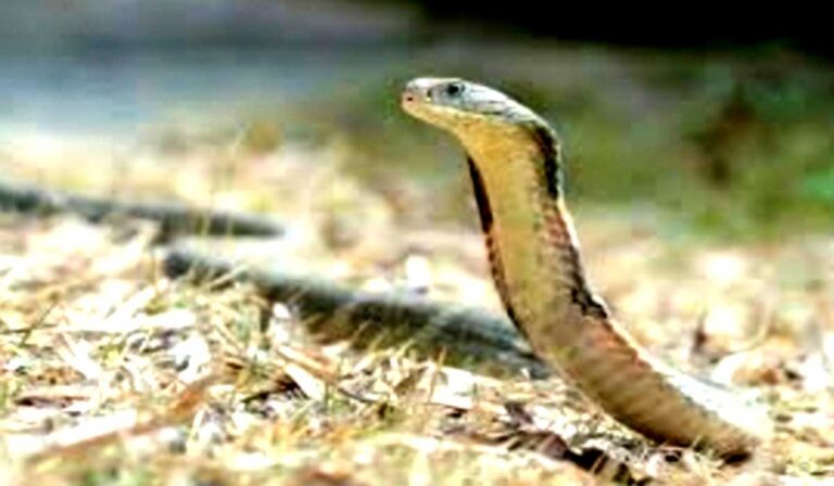 snake