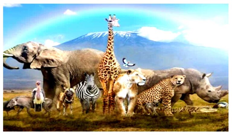 animals45w