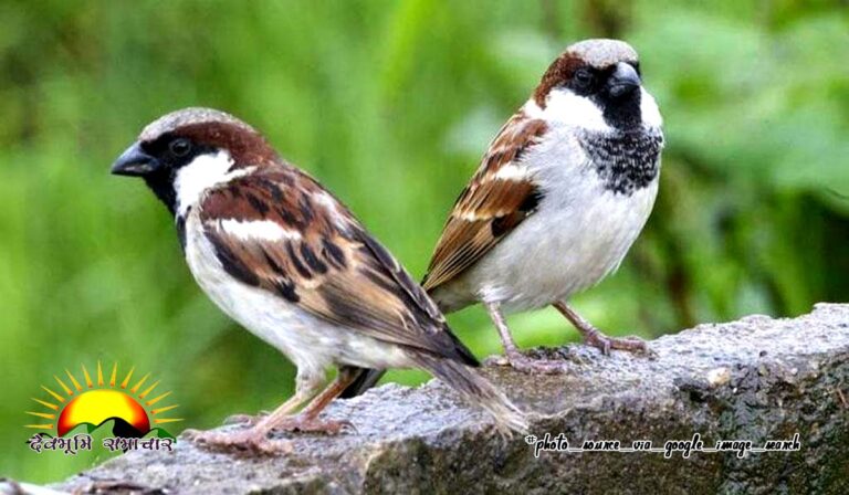 gaureya-birds