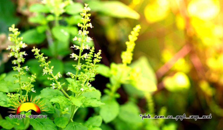 tulsi