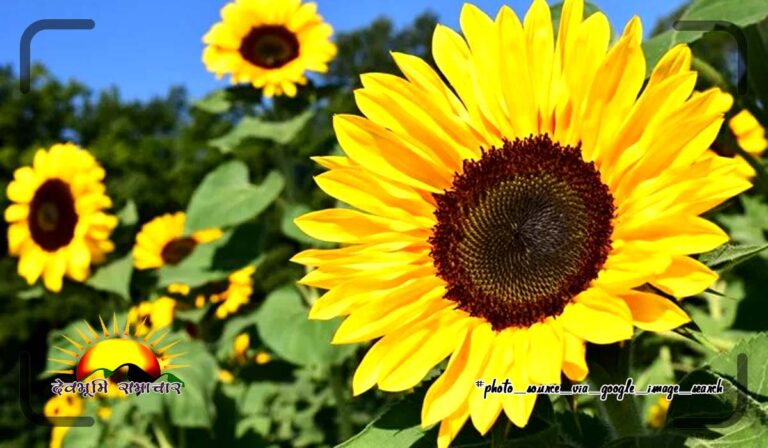 FLOWER