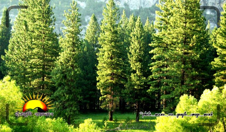 tree-beauty