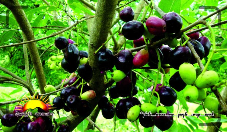jamun