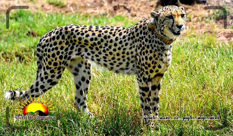 cheeta