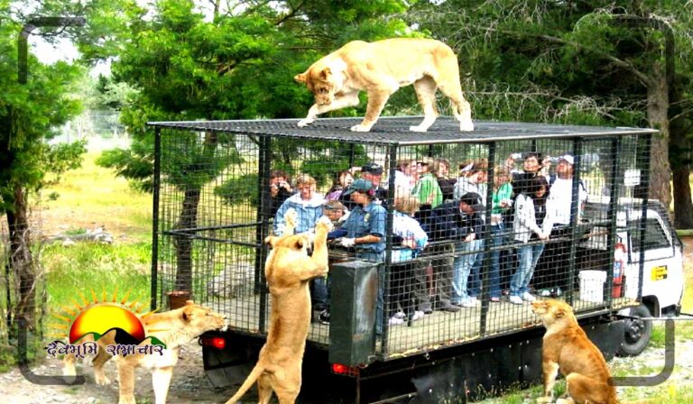 chiana-zoo
