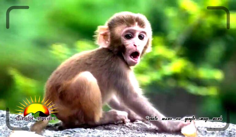 monkey44as5