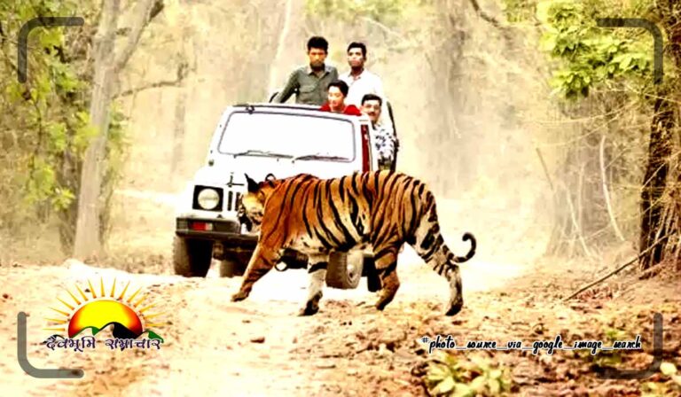 tiger-and-animal