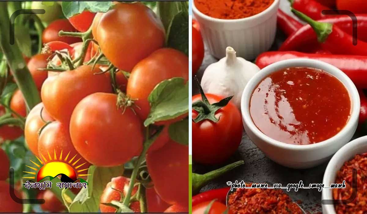 tamatar