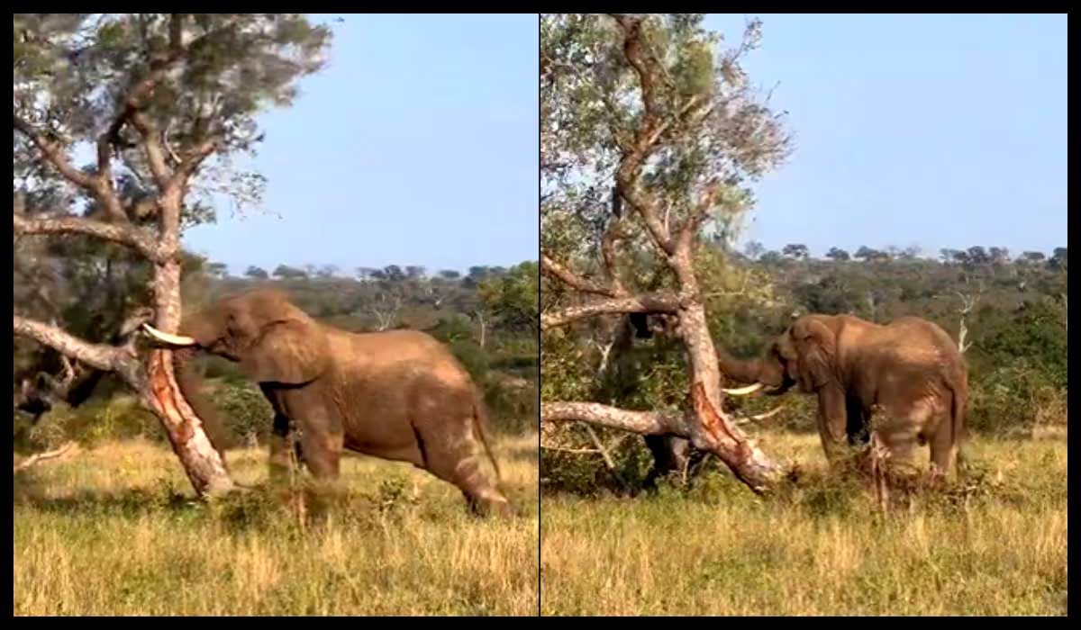 angry-elephant