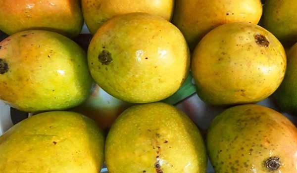 mango