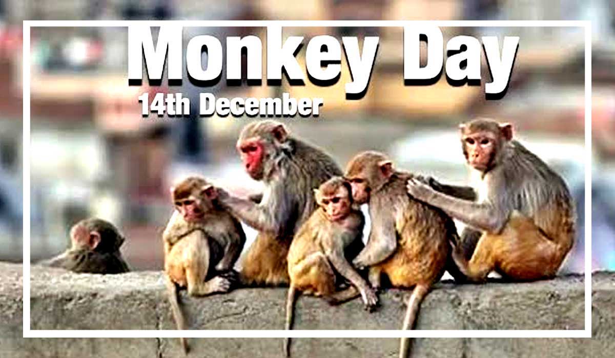 monkey-day