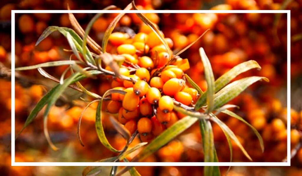 Seabuckthorn-sibaktharn