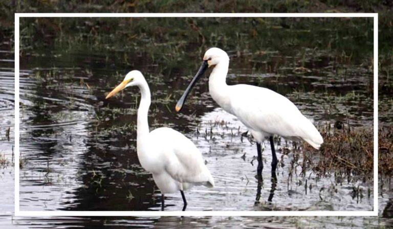 Untitled-4-durlabh-pakshi