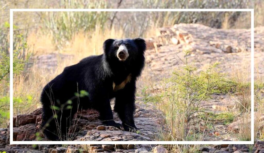 bear-bhalu