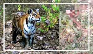 lion-tiger