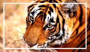tiger