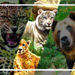 vanyajeev-lion-bear-bhalu-t