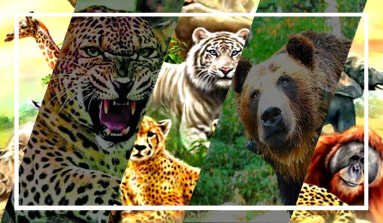 vanyajeev-lion-bear-bhalu-t