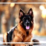 Untitled-4-dog-kutta