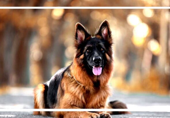 Untitled-4-dog-kutta