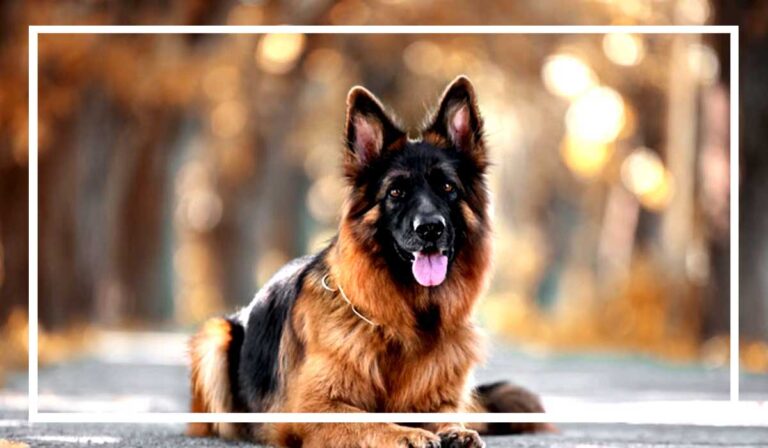 Untitled-4-dog-kutta