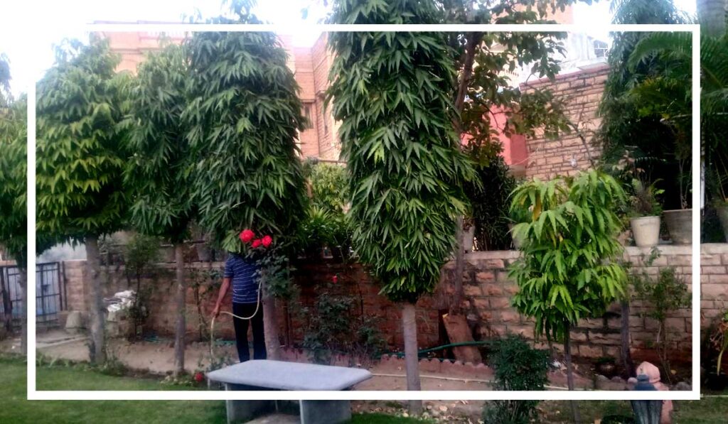 garden