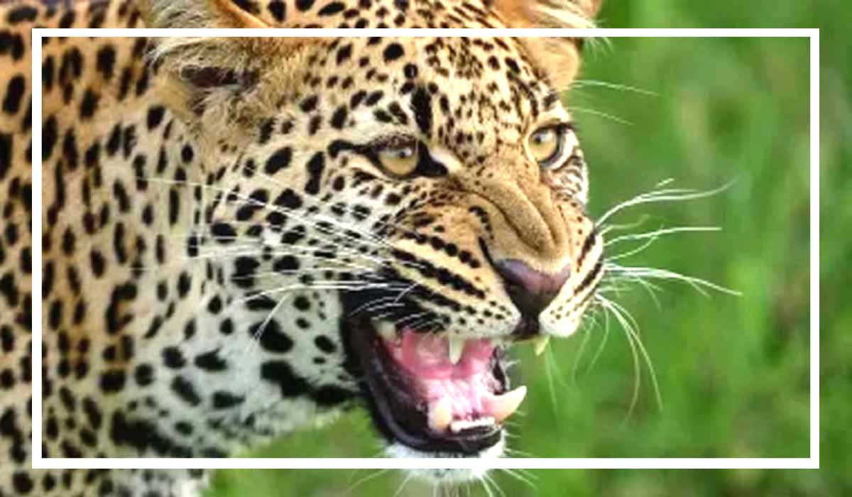 Untitled-2-lion-tiger