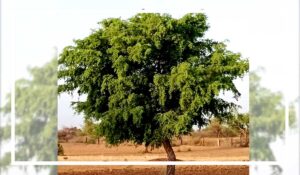 kalpvriksha