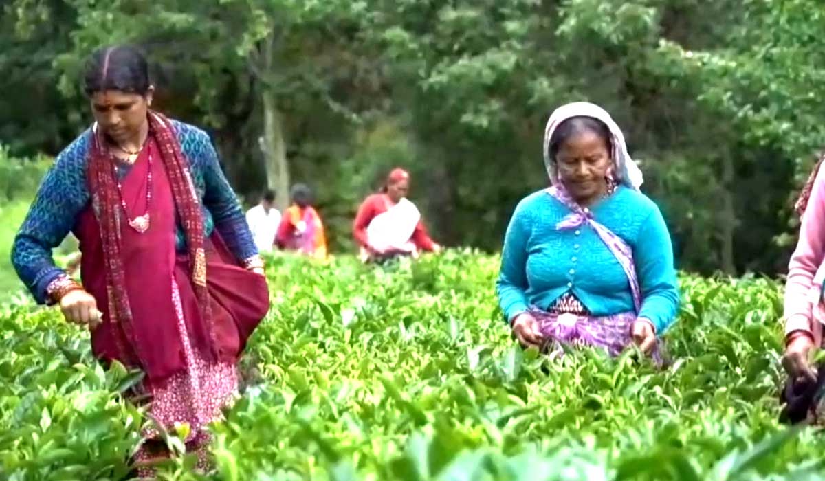 tea-kisan-farmer