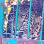 leopard-captured-ida-malla-village-kotdwar-uttarakhand