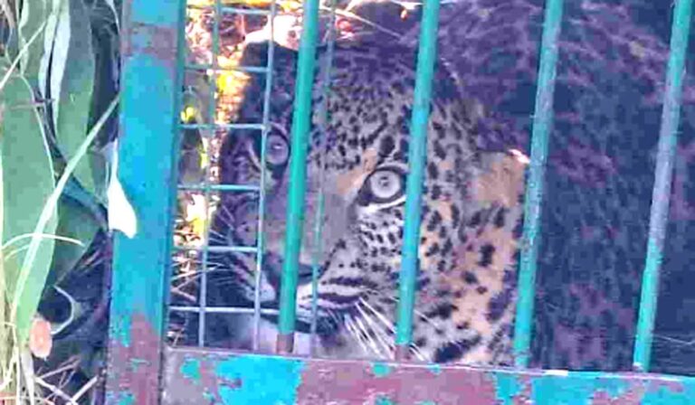 leopard-captured-ida-malla-village-kotdwar-uttarakhand